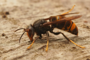 Frelon asiatique : restons vigilants
